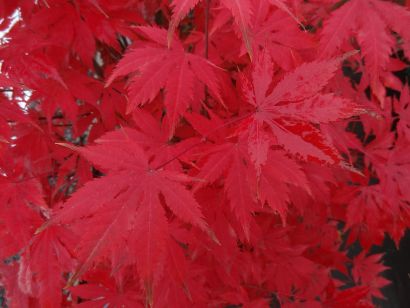 Acer palmatum 'Diva' Japanese Maple