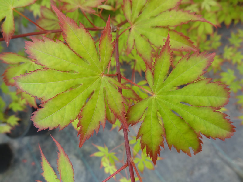 Acer palmatum 'Diva' Japanese Maple