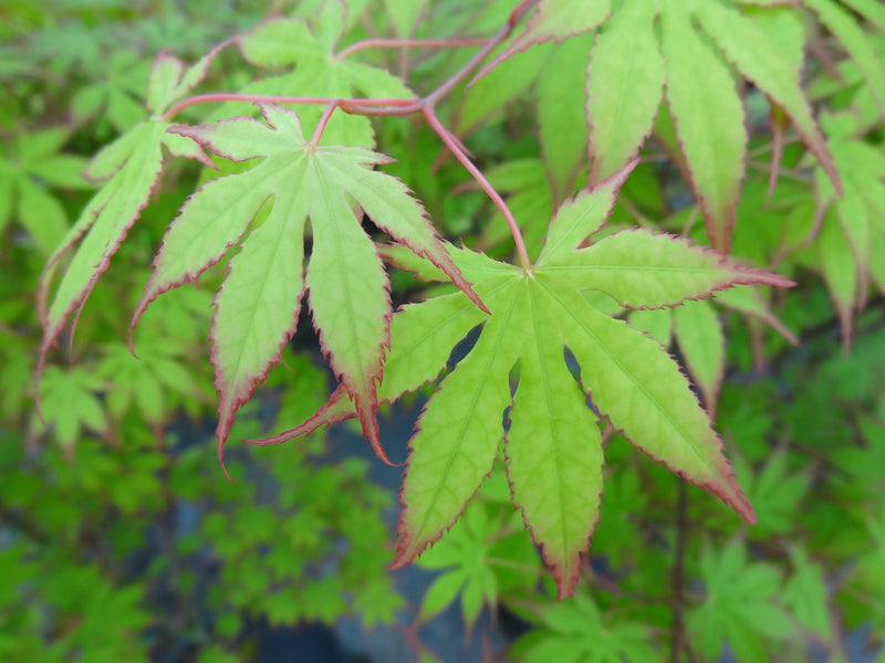 Acer palmatum 'Diva' Japanese Maple