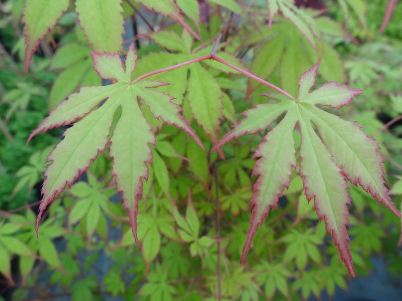 Acer palmatum 'Diva' Japanese Maple