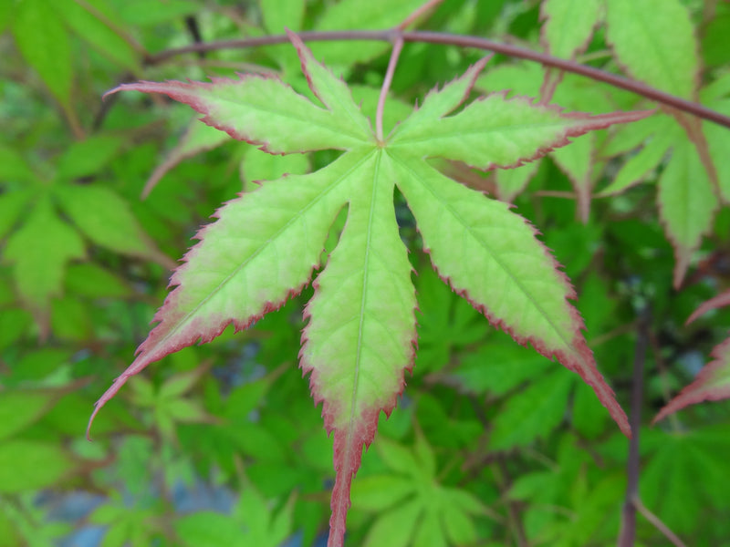 Acer palmatum 'Diva' Japanese Maple