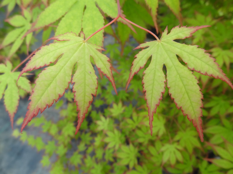 Acer palmatum 'Diva' Japanese Maple