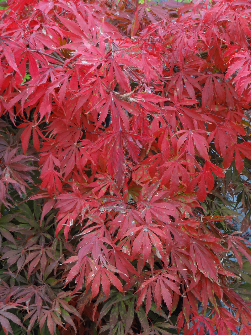 Acer palmatum 'Earthfire' Rare Japanese Maple