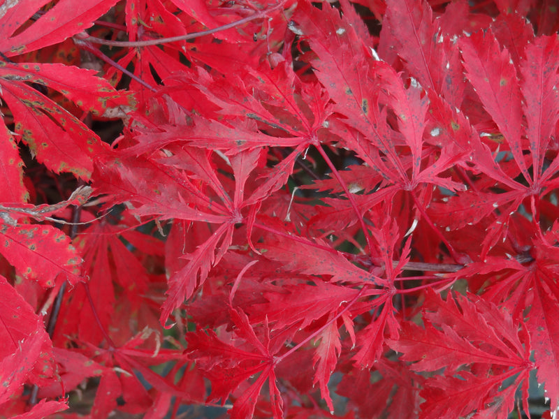 Acer palmatum 'Earthfire' Rare Japanese Maple