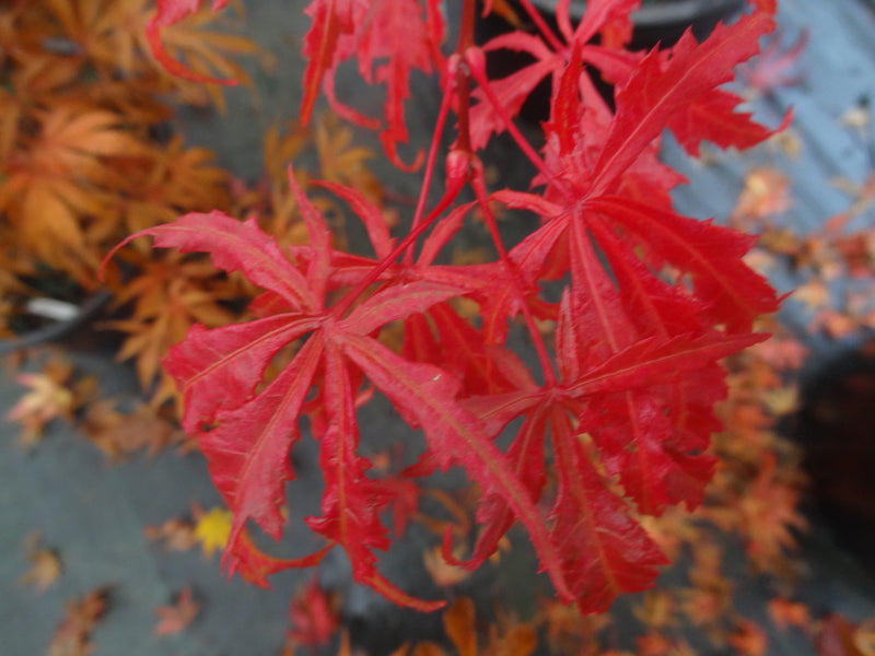 Acer palmatum 'Earthfire' Rare Japanese Maple