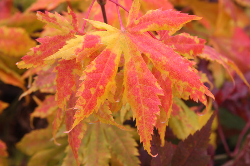 Acer palmatum 'Festival' Japanese Maple