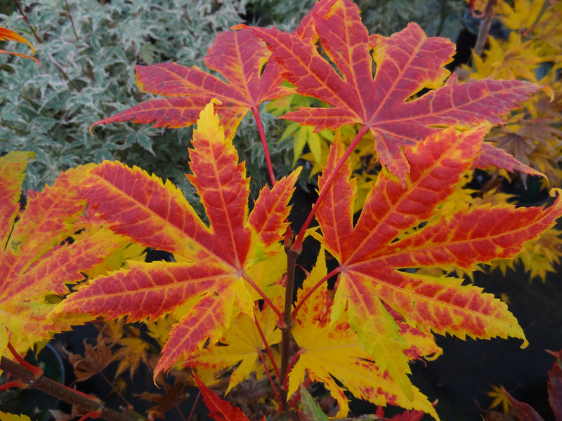 Acer palmatum 'Festival' Japanese Maple