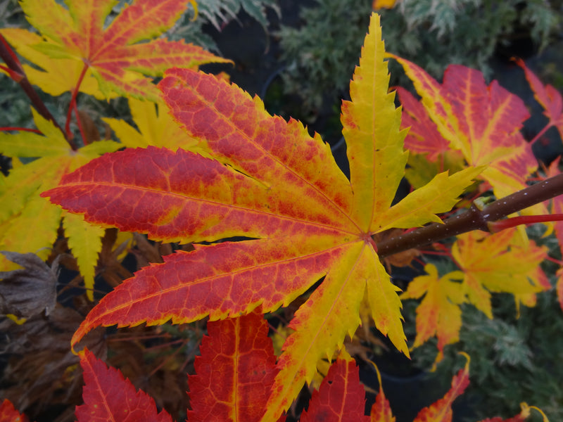 Acer palmatum 'Festival' Japanese Maple