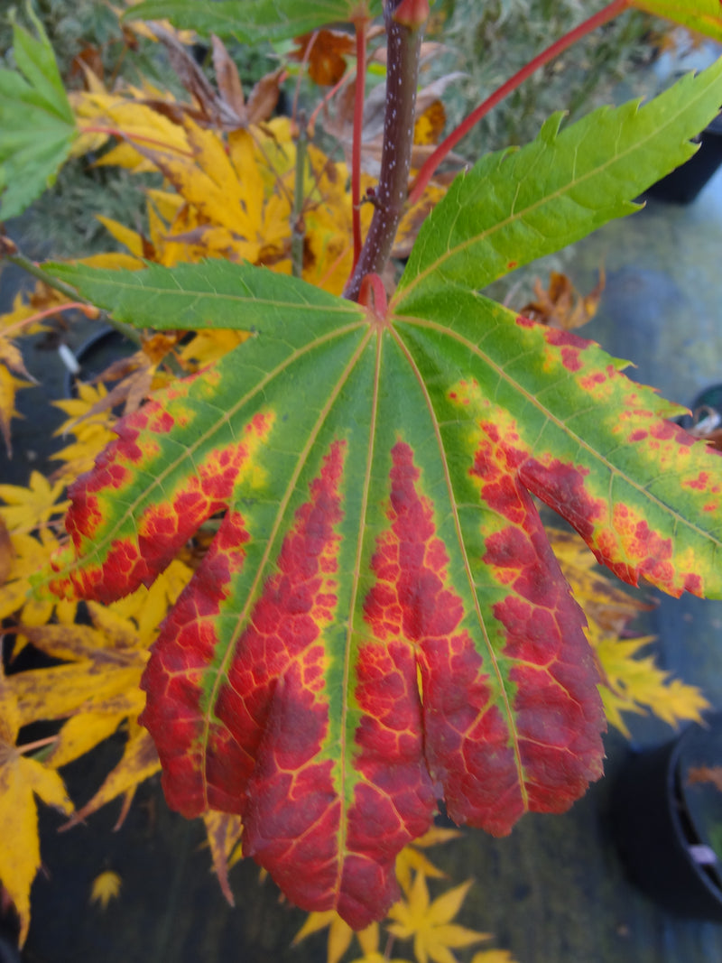 Acer palmatum 'Festival' Japanese Maple