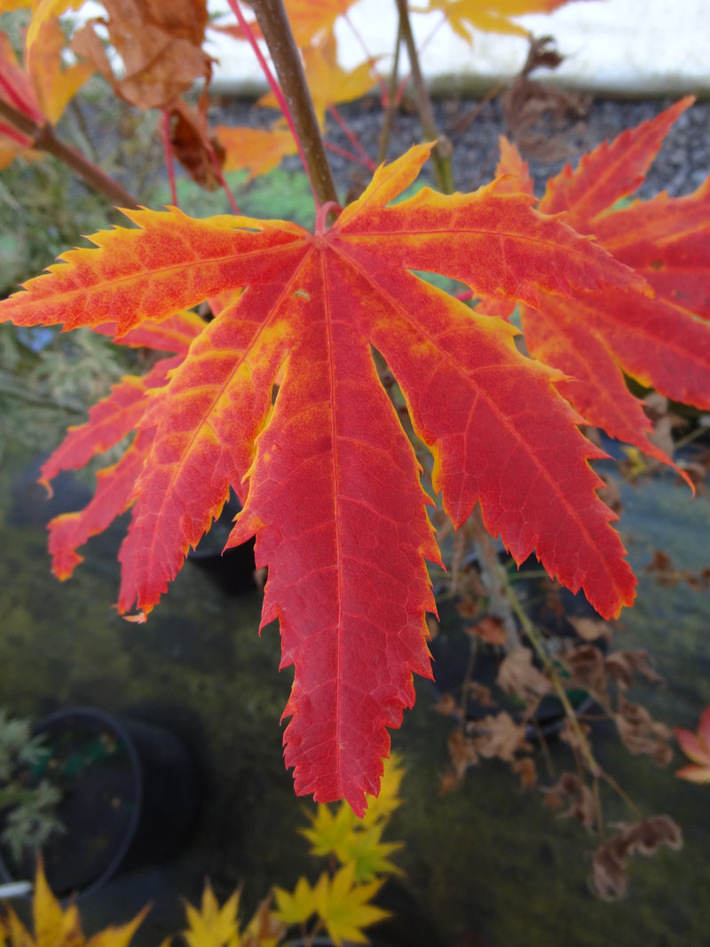 Acer palmatum 'Festival' Japanese Maple