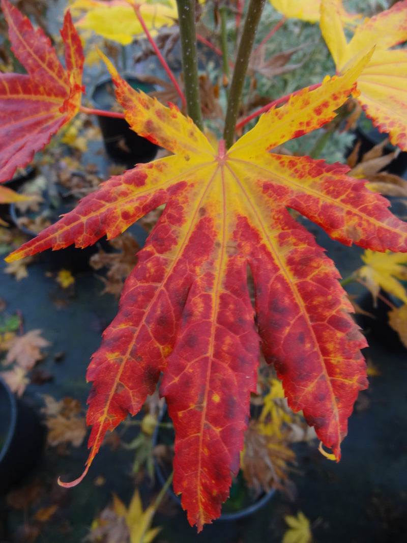 Acer palmatum 'Festival' Japanese Maple