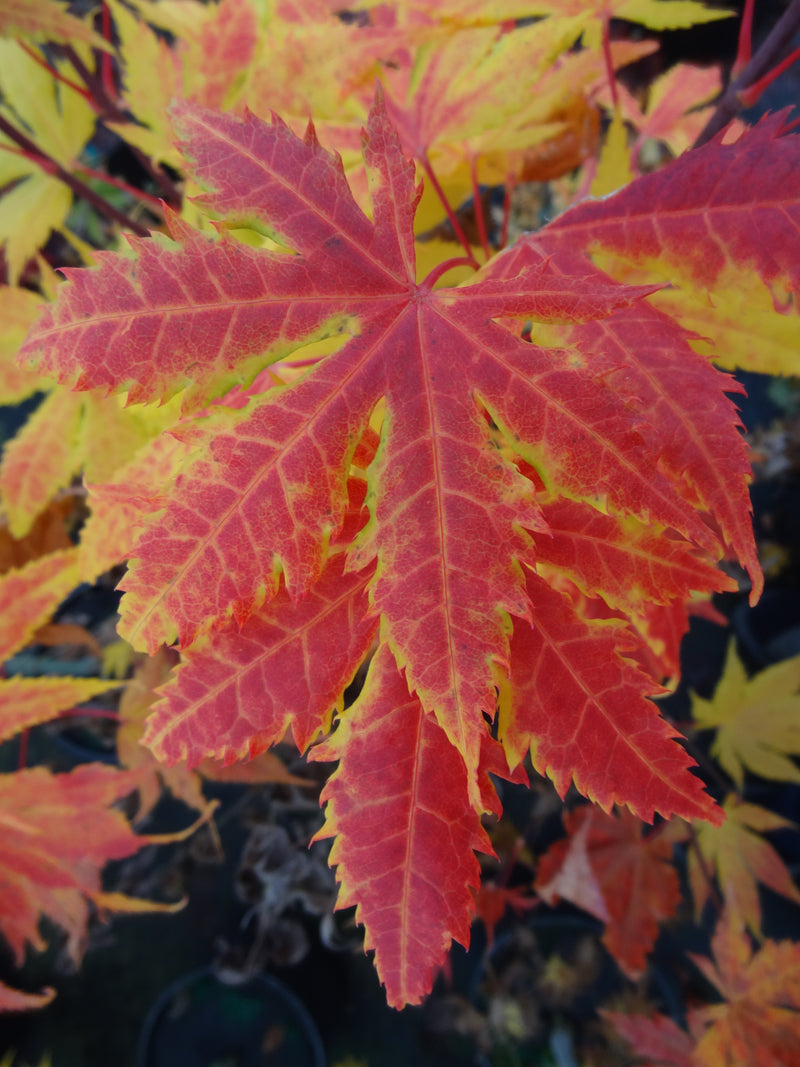 Acer palmatum 'Festival' Japanese Maple