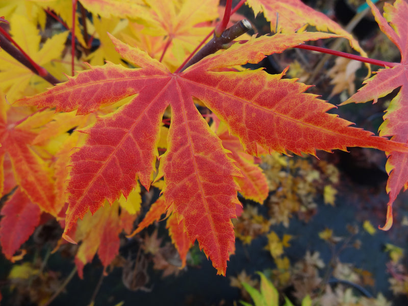Acer palmatum 'Festival' Japanese Maple