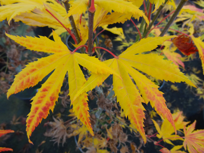 Acer palmatum 'Festival' Japanese Maple