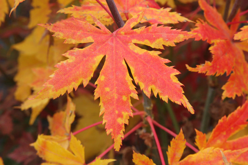 Acer palmatum 'Festival' Japanese Maple