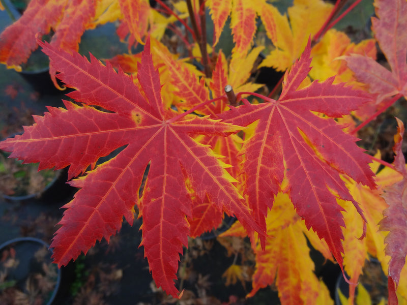 Acer palmatum 'Festival' Japanese Maple