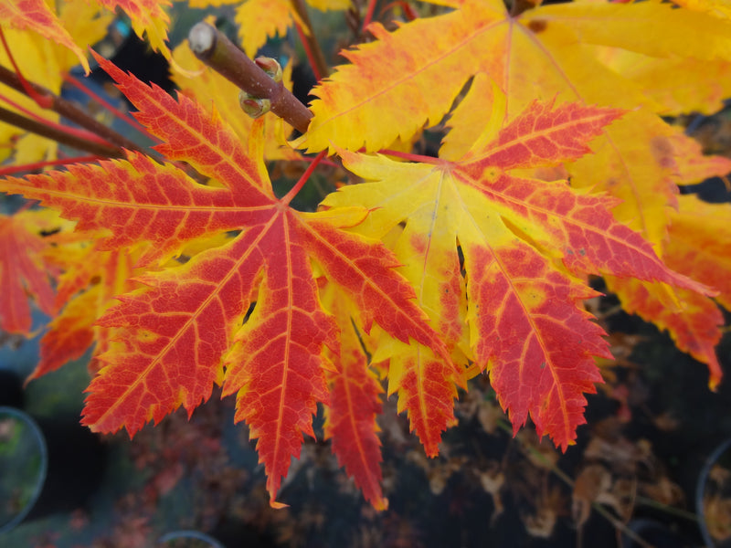 Acer palmatum 'Festival' Japanese Maple