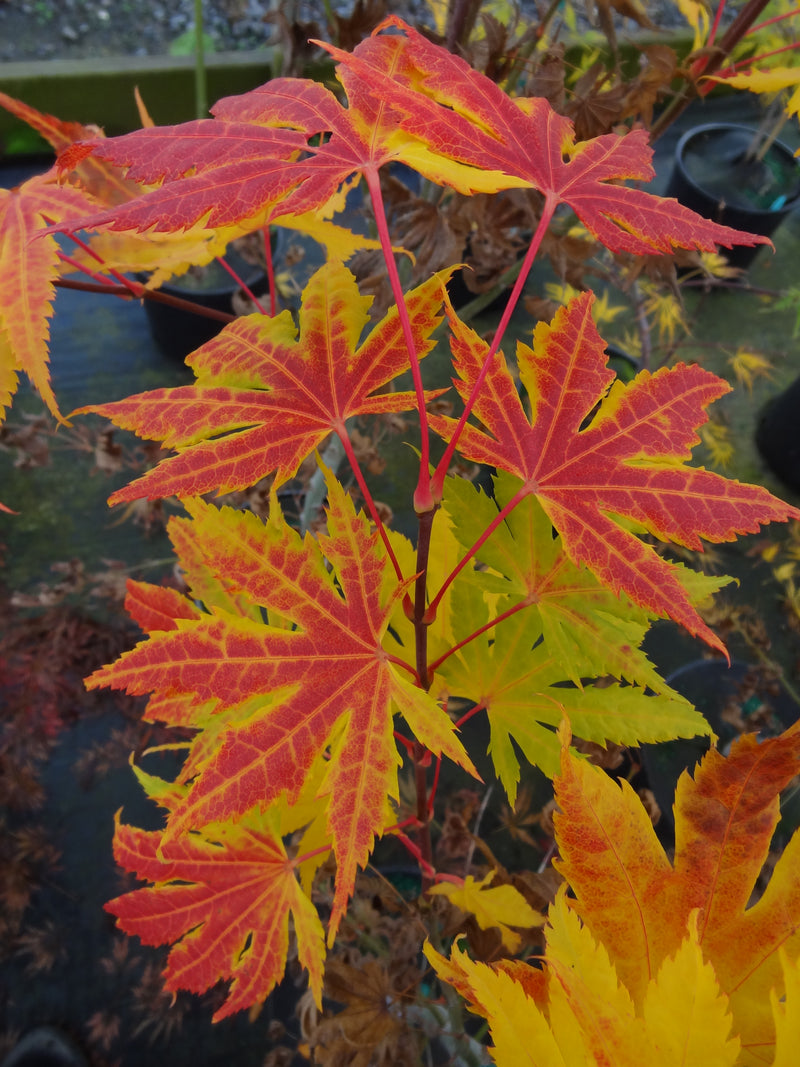 Acer palmatum 'Festival' Japanese Maple