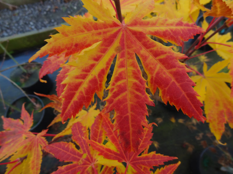 Acer palmatum 'Festival' Japanese Maple