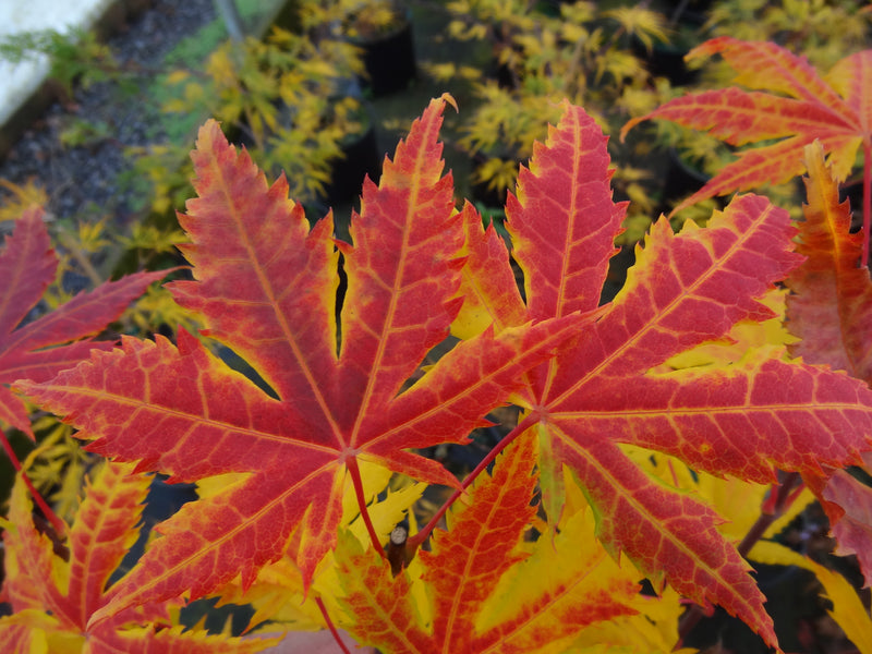 Acer palmatum 'Festival' Japanese Maple