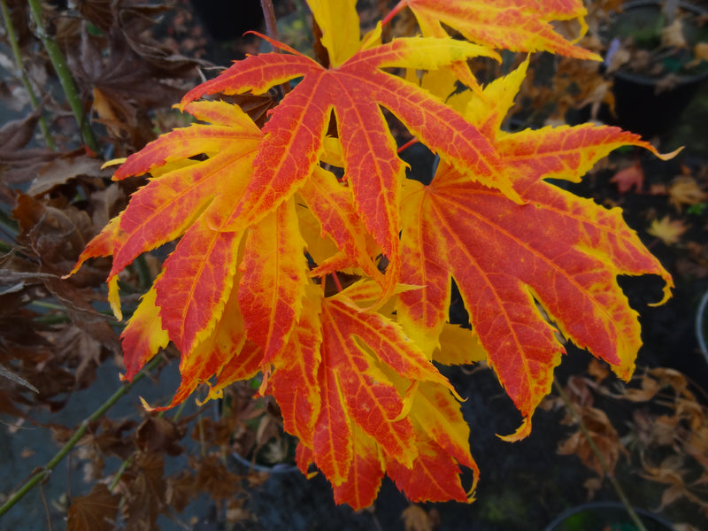 Acer palmatum 'Festival' Japanese Maple