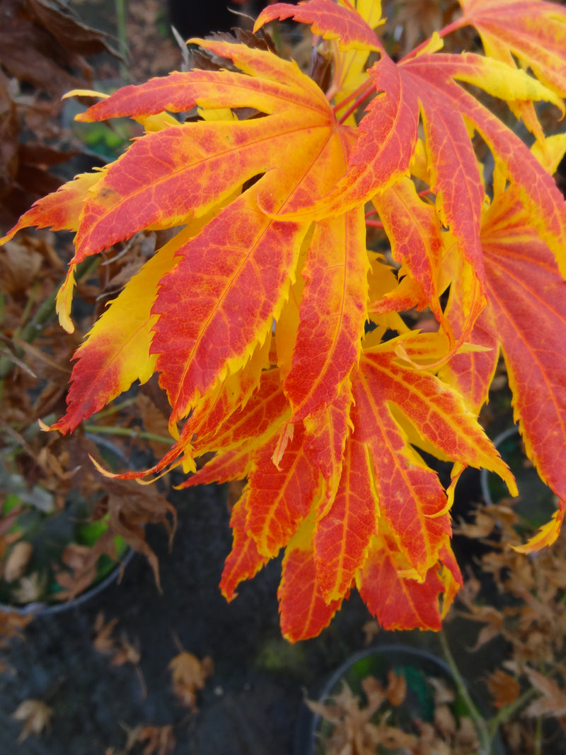 Acer palmatum 'Festival' Japanese Maple