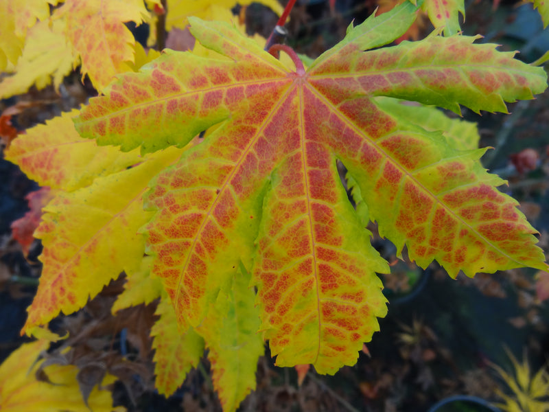 Acer palmatum 'Festival' Japanese Maple