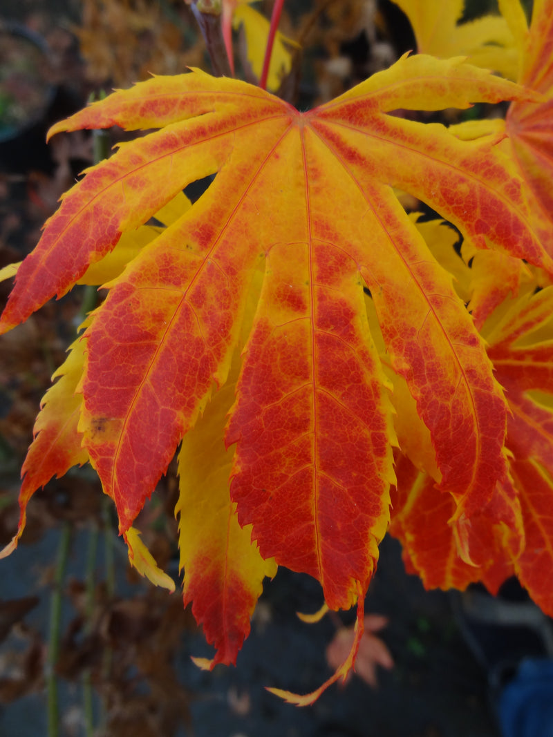 Acer palmatum 'Festival' Japanese Maple