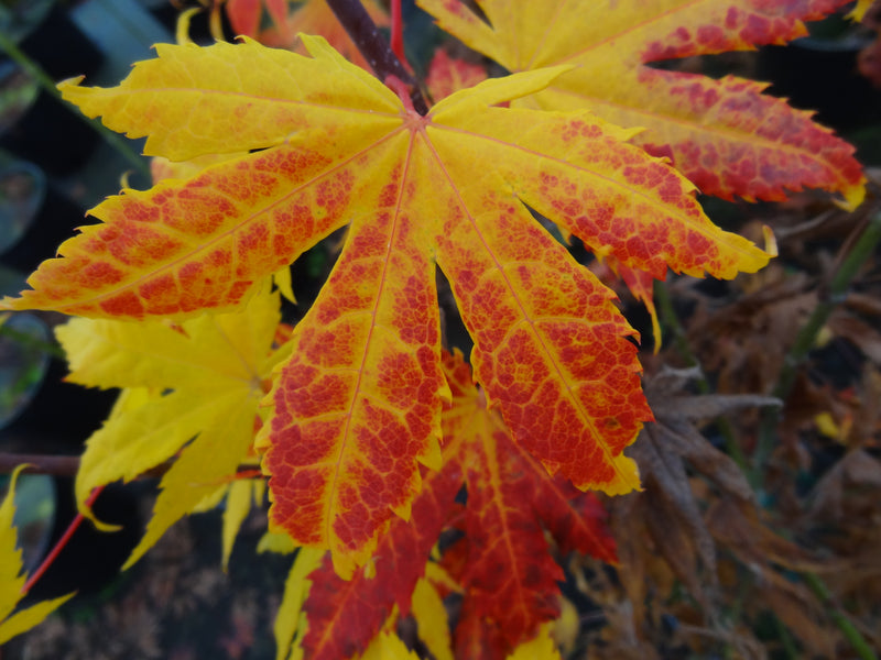 Acer palmatum 'Festival' Japanese Maple
