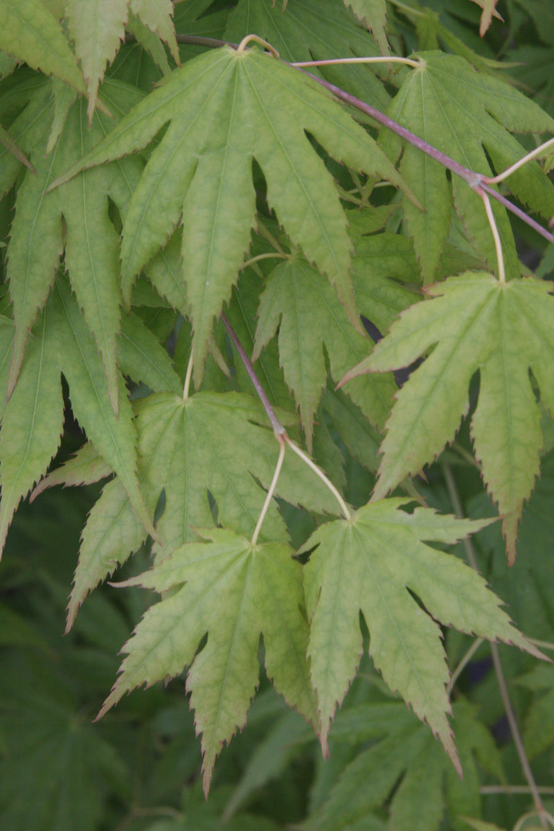 Acer palmatum 'Festival' Japanese Maple