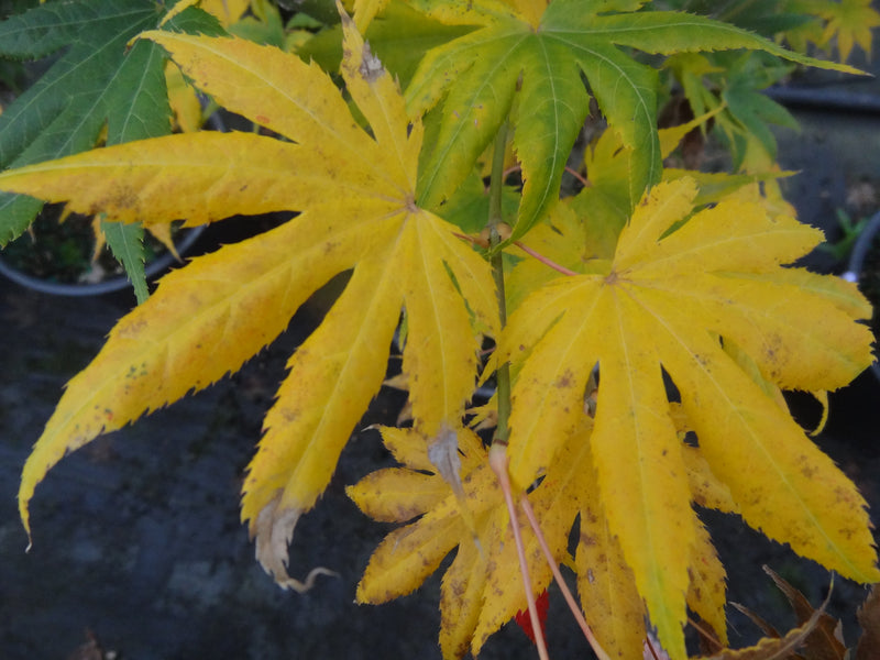 Acer palmatum 'Festival' Japanese Maple