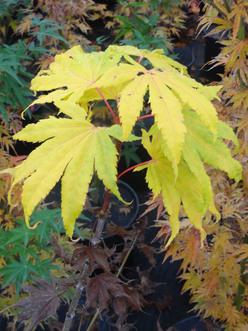 Acer palmatum 'Festival' Japanese Maple