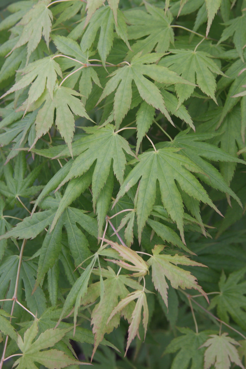 Acer palmatum 'Festival' Japanese Maple