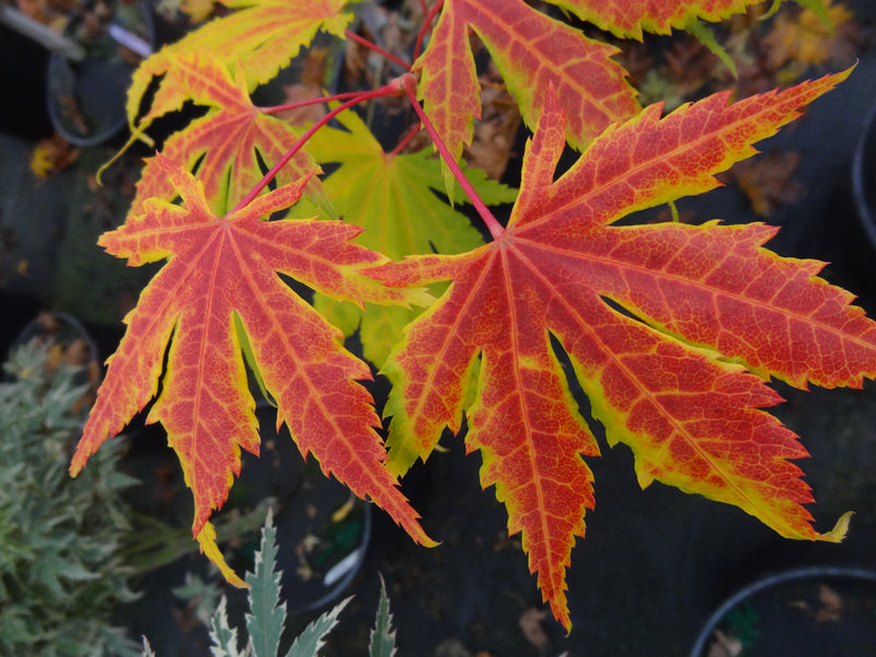 Acer palmatum 'Festival' Japanese Maple
