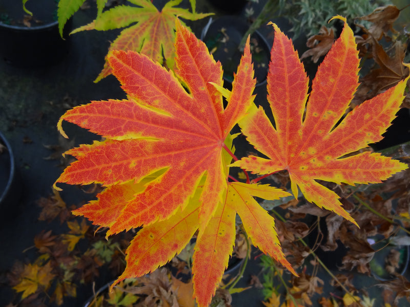 Acer palmatum 'Festival' Japanese Maple