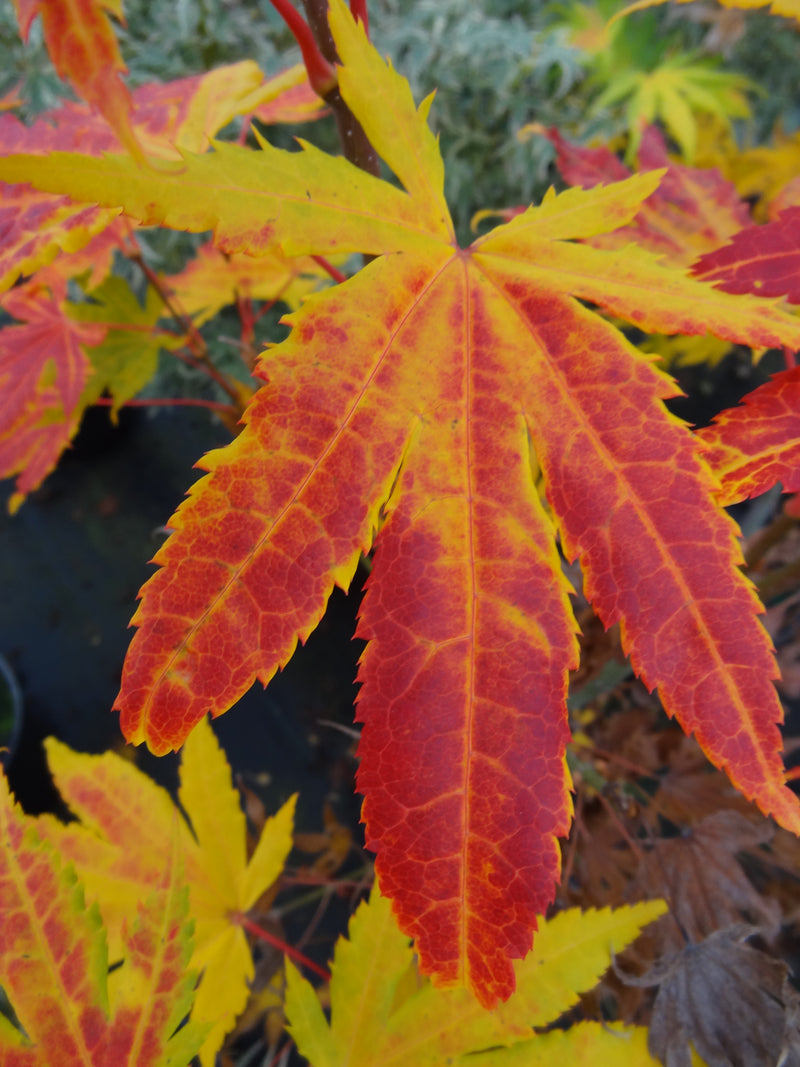Acer palmatum 'Festival' Japanese Maple