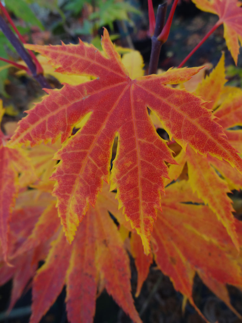 Acer palmatum 'Festival' Japanese Maple