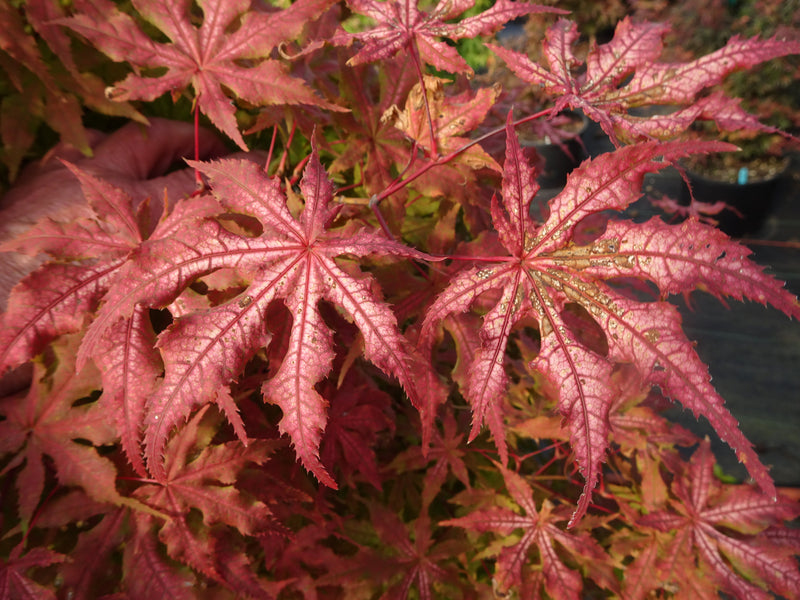 Acer palmatum 'Fred's Wild Dream' Japanese Maple