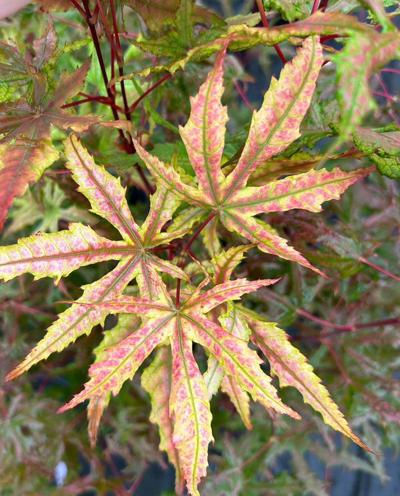 Acer palmatum 'Fred's Wild Dream' Japanese Maple