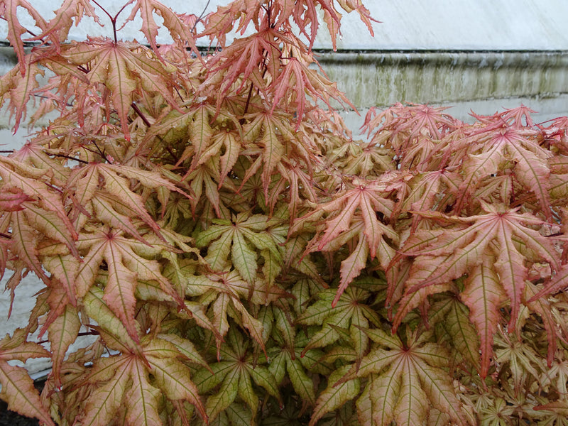 Acer palmatum 'Fred's Wild Dream' Japanese Maple