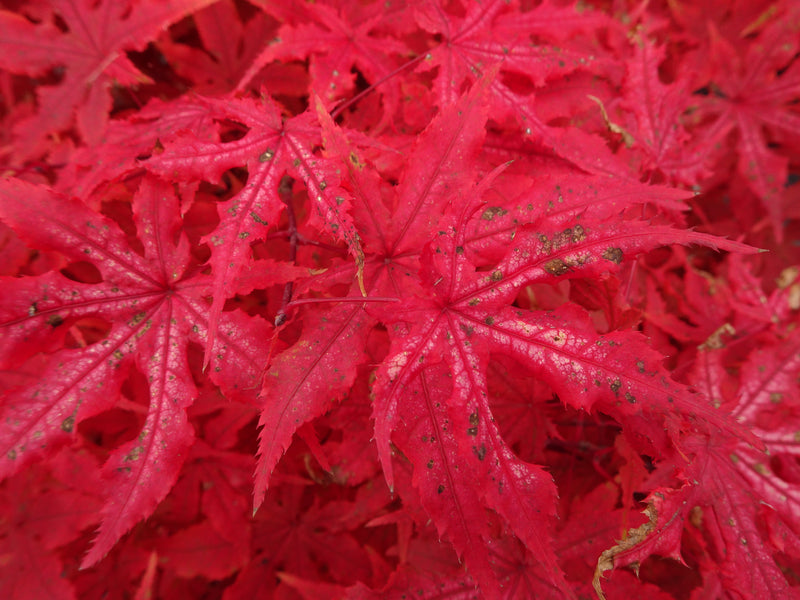 Acer palmatum 'Fred's Wild Dream' Japanese Maple