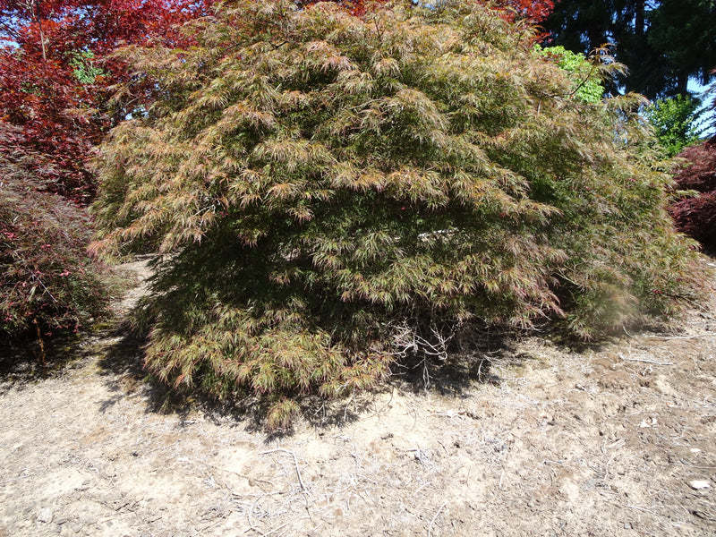 Acer palmatum 'Garnet' Japanese Maple