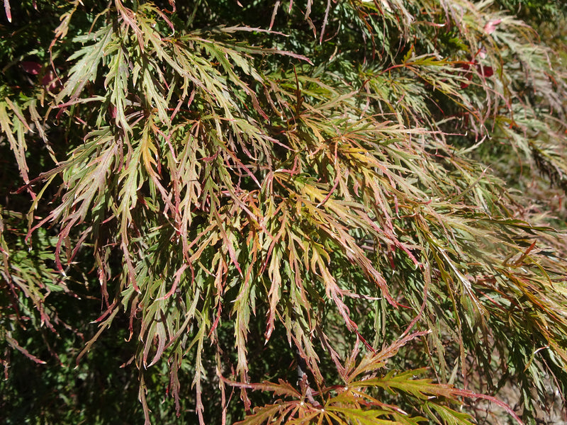 Acer palmatum 'Garnet' Japanese Maple