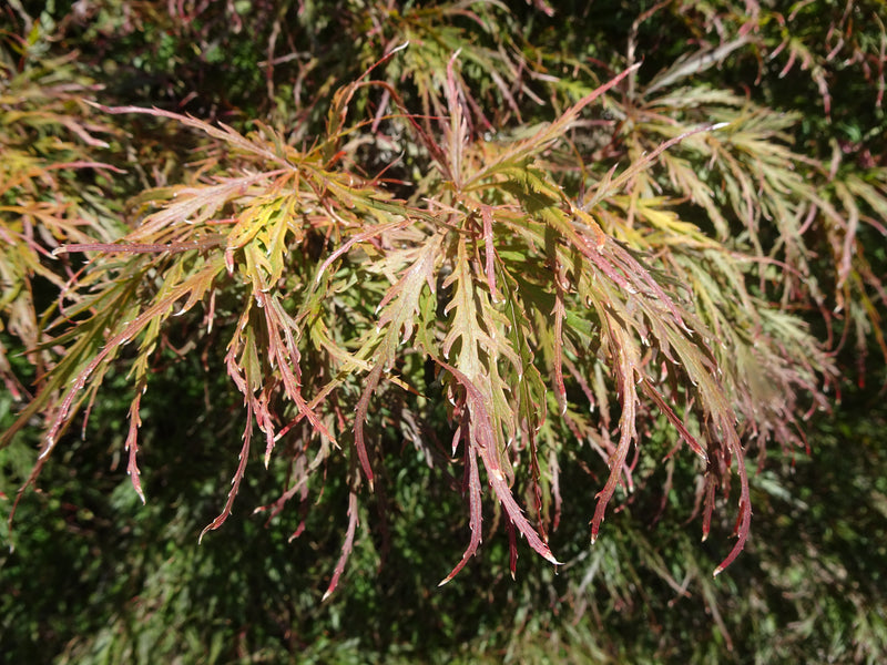 Acer palmatum 'Garnet' Japanese Maple