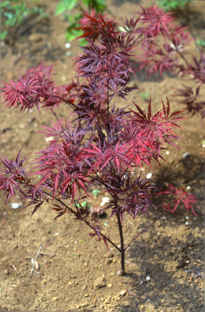 Acer palmatum 'Garnet' Japanese Maple