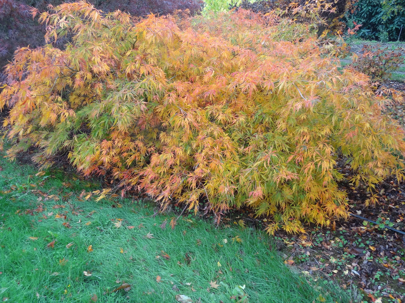 Acer palmatum 'Germaine's Gyration' Weeping Japanese Maple