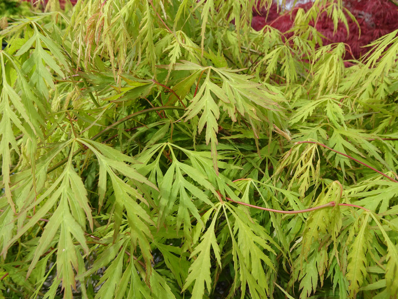 Acer palmatum 'Germaine's Gyration' Weeping Japanese Maple