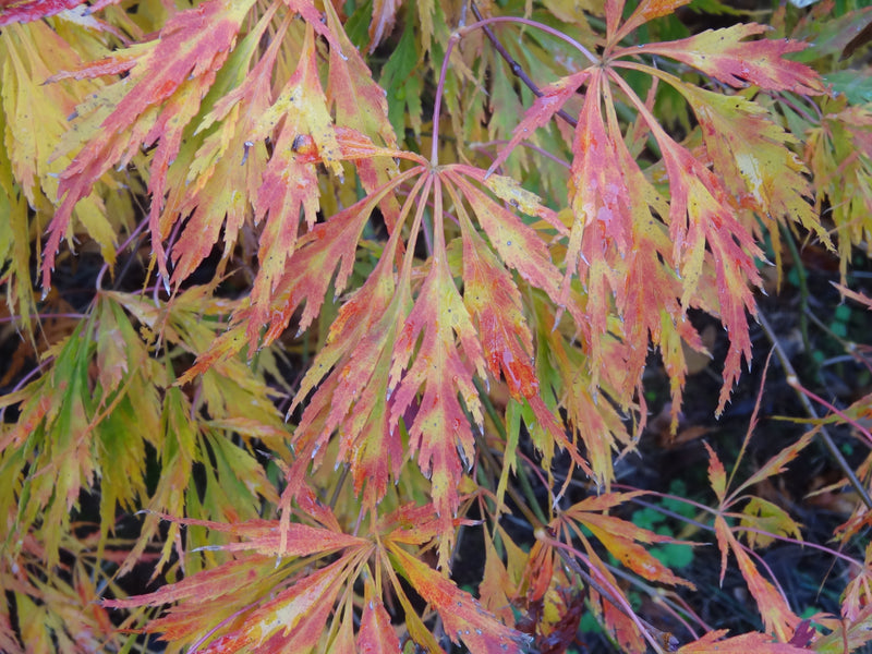 Acer palmatum 'Germaine's Gyration' Weeping Japanese Maple