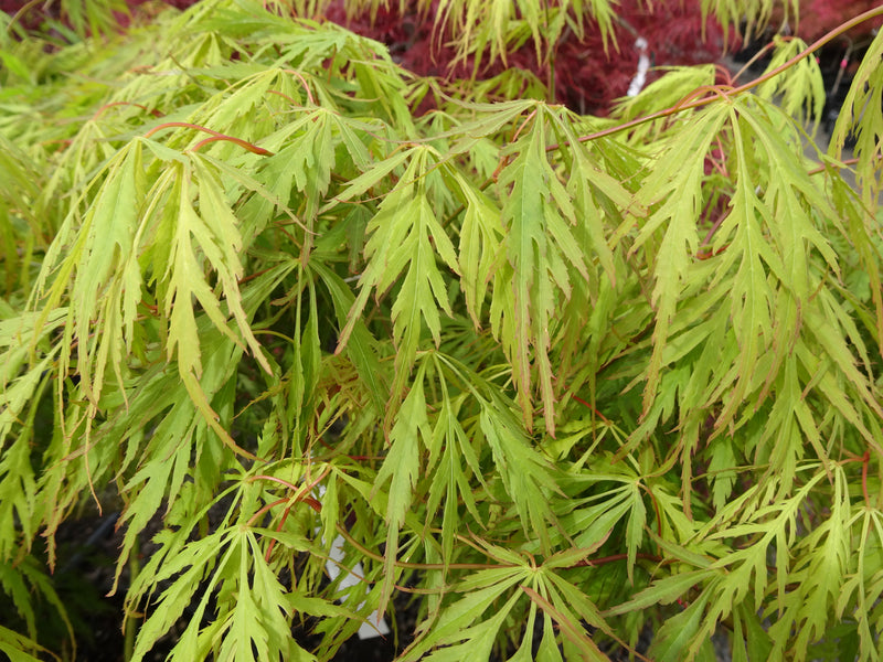 Acer palmatum 'Germaine's Gyration' Weeping Japanese Maple