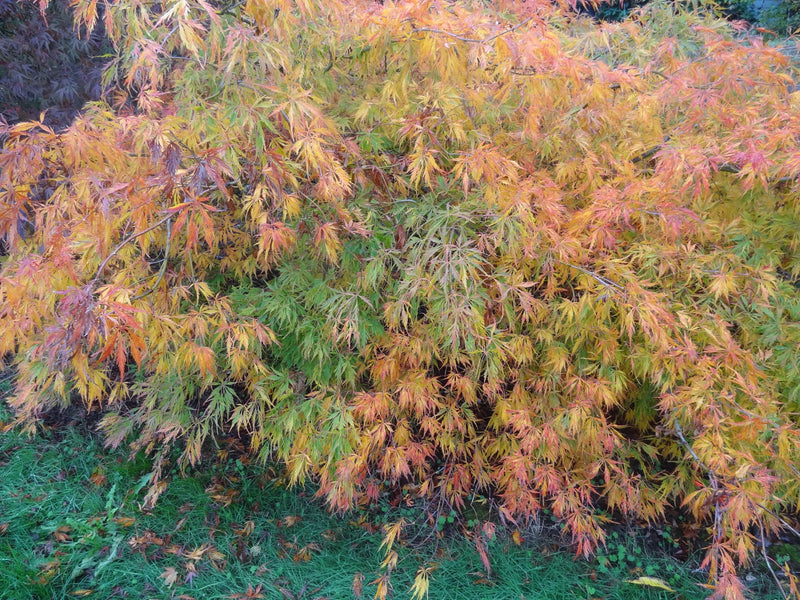 Acer palmatum 'Germaine's Gyration' Weeping Japanese Maple